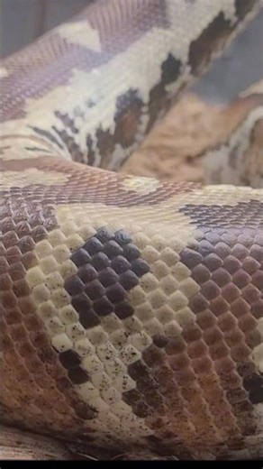 Blood python #snake #reptiles #pets #animals #python