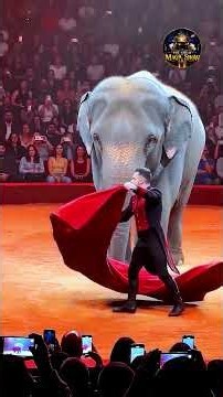 Mind-Blowing Magic & Grand Illusion Circus Showcase! 🎩✨ #magic #magician #illusion #usa #reels