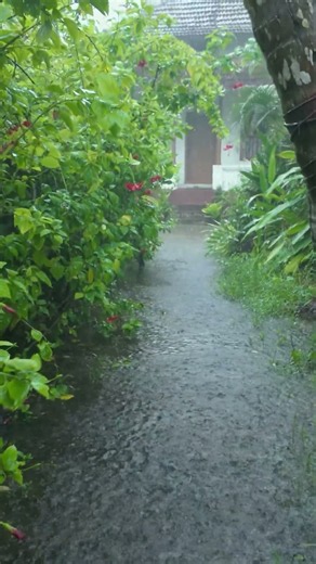 Relaxing ASMR Rain Sounds for sleep #rainwalk #rainoundforsleep #asmrrain #indianambience #monsoon