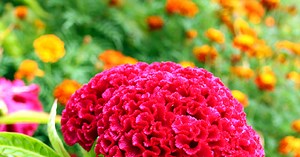 How to Save Cockscomb Seeds