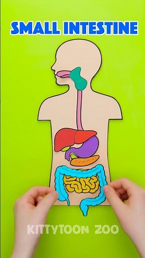 Let’s Learn! 🫀 How Do Your Organs Work? 🧠❓ So Amazing! 😊