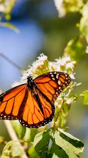 Monarch Butterfly Grove in Goleta, California