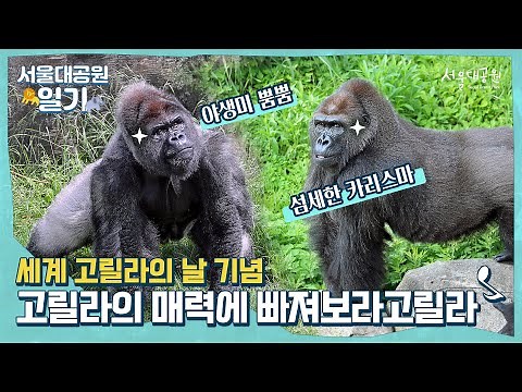 화난 근육에 감춰진, 순진한 매력 뽀짝🦍 ‘세계 고릴라의 날' | Innocent charm hidden in angry muscles🦍 ‘World Gorilla Day’