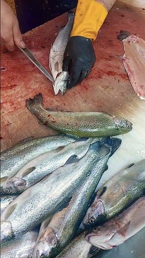 Cleaning trout * Can I do it properly