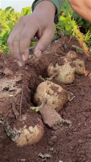 Jicama#villagelife#farming#agriculture#planting #rurallife#enjoyrurallife#cuttingskills#garden
