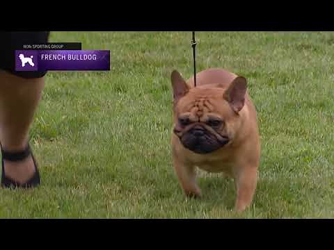 French Bulldogs | Breed Judging 2021