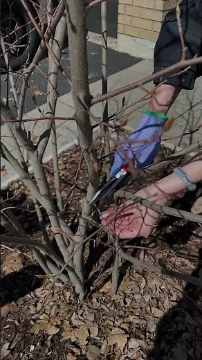 Urban Forestry | Pruning - Serviceberry (Amelanchier spp.)