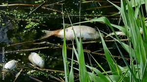Dead freshwater fish floating on the surface of the river, 4k Video Clip