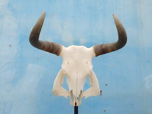 Real Bull Skull | Cow Skull | Real Steer Skull With Horns | Buffalo Skull | Home Decor | Western Decor | Gifts for Men | Cowboy Gift |gothic - Etsy