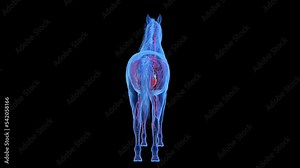 3d rendered medical animation of the equine vascular system