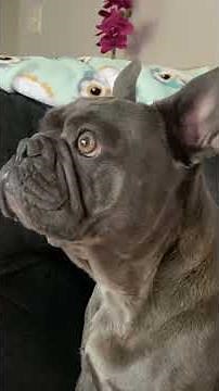 Howling French bulldog