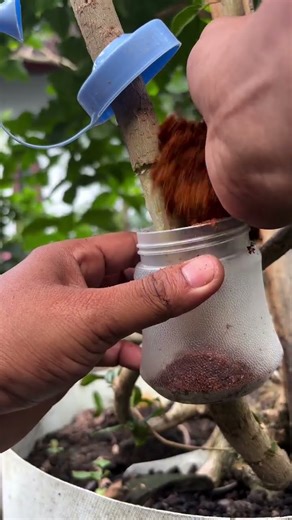 Don’t Throw It Away! Air Layering With a Soy Sauce Bottle (Amazing Results).#bonsai #GardeningHacks
