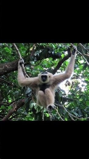 जंगल में सुबह ये आवाज़ क्यों गूंजती है? 😳 सबसे emotional Singer #shorts