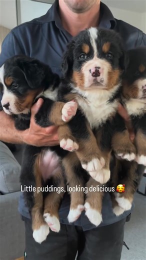 Such delicious Bernese pups🐶 heart melt on repeat 🥰 #bernesemountaindog #bernesepuppy #bernesemountaindogs #bernese #bmd #bernesedaily #berneseoftheday #dog | Alpine Grace Freiberner Bernese Kennel
