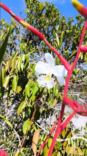 Rare Orchids in Nature 🌺 | Rare Wild Orchids