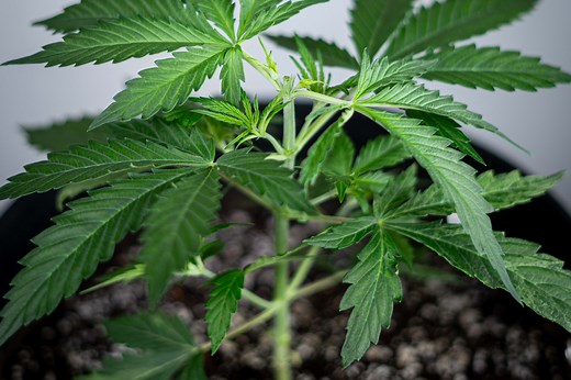 How to Top Cannabis Plants (Step-by-Step for Beginners)