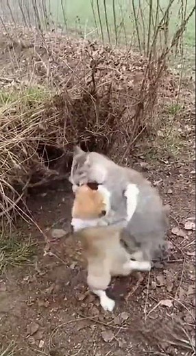 🐾🔥 Savage Wildcat vs Domestic Cat #Wildcat #CatFight #Nature