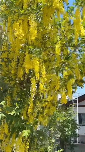 [Our Golden Chain Tree (Laburnum)] May 2026 #Nagano Prefecture #Iiyama City