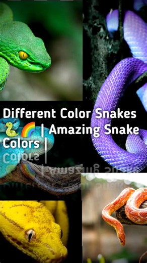Different Color Snakes 🐍🌈 | Amazing Snake Colors | Nature's Beautiful Creatures