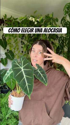 Are you choosing the right Alocasia? 3 key tips 🔥 before you buy