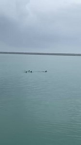 13K reactions · 134 shares | Openwater swimming is the best #swimminglessons #openwaterswimming #swimmingtime | Hā Bįb | Facebook