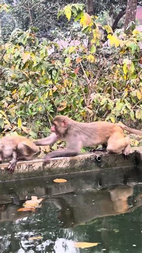 When the little monkey starts a tiny fight and steals the spotlight 🐒🔥