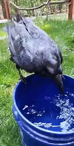 7.6K views · 376 reactions | *sound on for happy raven sounds* On a hot day, why wait for your pool and bowls to get cleaned and refilled when you can commandeer the whole water bucket? Poe the raven loves to play in the water, especially with her favorite staff members! | World Bird Sanctuary | Facebook