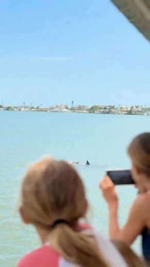 Spot playful dolphins, soak in stunning Gulf views, and create unforgettable memories with Hubbard's Marina Dolphin Watching Cruises. Book now and let the adventure begin! | Hubbard's Marina