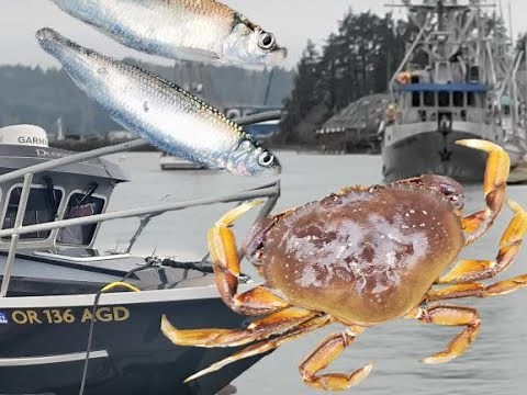 Herring Fishing Newport Oregon Hewscraft and duckworth Boats