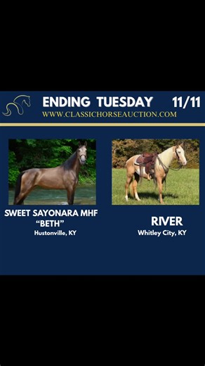 🚨𝐀𝐔𝐂𝐓𝐈𝐎𝐍𝐒 𝐄𝐍𝐃𝐈𝐍𝐆 𝑻𝑼𝑬𝑺𝑫𝑨𝒀 11/11🚨 𝗕𝗘𝗧𝗛: https://classichorseauction.com/auctions/buckskin-tennessee-walking-horse-2/ 𝗥𝗜𝗩𝗘𝗥: https://classichorseauction.com/auctions/palomino-overo-kentucky-mountain/ ❗️REGISTER HERE ➮ https://classichorseauction.com/my-account/ 𝘐𝘧 𝘺𝘰𝘶 𝘯𝘦𝘦𝘥 𝘩𝘦𝘭𝘱 𝘳𝘦𝘨𝘪𝘴𝘵𝘦𝘳𝘪𝘯𝘨, 𝘵𝘦𝘹𝘵 𝘏𝘰𝘱𝘦 𝘢𝘵 615-545-6488 𝘰𝘳 𝘌𝘮𝘪𝘭𝘺 615-542-4564 #trailhorseforsale #ClassicHorseAuction #TrailHorse #christmashorse #gaitedhorse