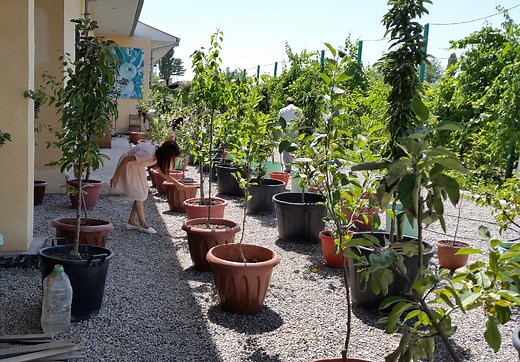 The 9 Best Small Trees For Pots In Full Sun