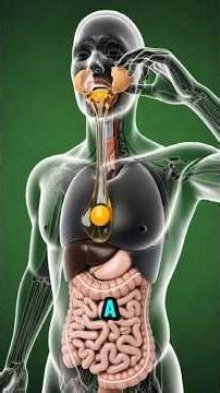 What Eating a Raw Egg Really Does Inside Your Body 😳 #shorts