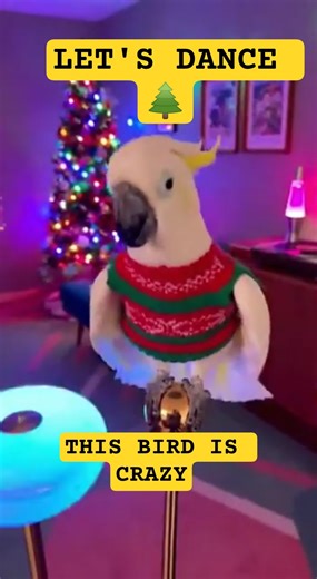 This Cockatoo STOLE Christmas With These Dance Moves 🎄🦜#funny #parrot #cute