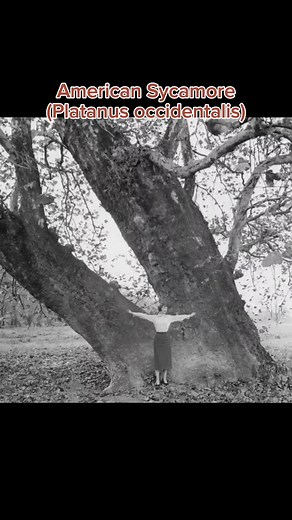 American Sycamore Ecology and Native Plant in Ohio