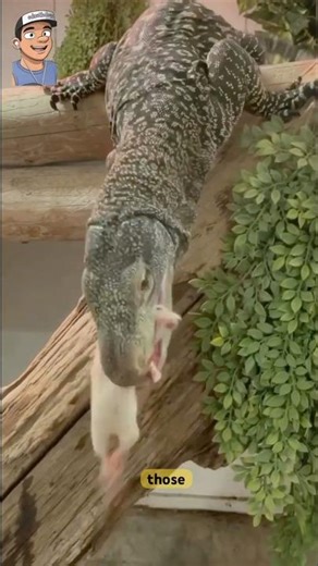 Aligator X monitor lizard #funfacts#usa #usapets #usaanimals #usashorts #usatrendingshorts