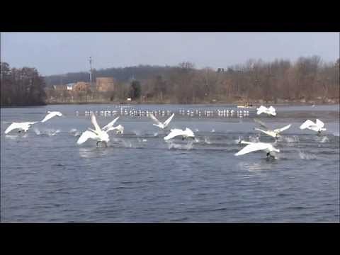 17 Trumpeter Swans Taking Off!!!
