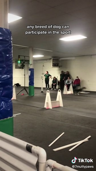 Exciting Dog Flyball Racing and Jumping Competition