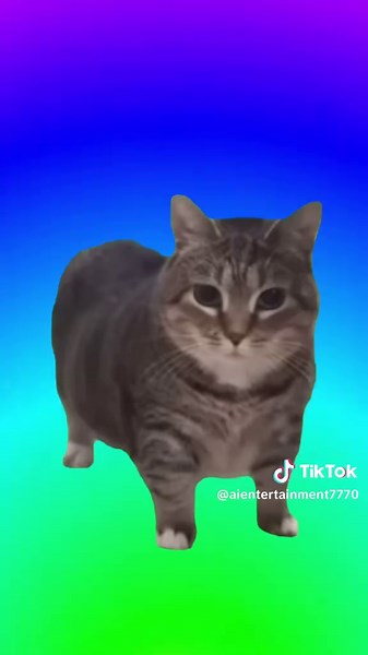 Cute Spinning Cat Meme for Laughs and Joy
