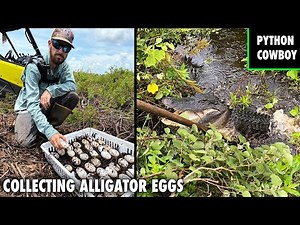 Collecting Alligator Eggs For The State Of Florida