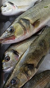 1.1K reactions · 127 shares | Vous ne trouverez nulle part ailleurs une telle fraîcheur, une qualité irréprochable qui rend notre cuisine unique, authentique et savoureuse qui vous donnera de l'eau à la bouche. Restaurant La voile blanche route teniour Km1,5 sfax Tél 22287799. | La voile blanche | Facebook