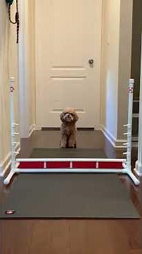 Cockapoo jumping different levels on an obstacle.