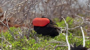A male great frigatebird (Fregata minor) preens itself whilst displaying its inflated red throat sack whilst sitting in a tree on North Seymour Island near Santa Cruz in the Galápagos Islands.