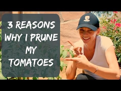 How To Prune Tomato Plants For Maximum Yield & Bigger Tomatoes - Organic Vegetable Garden in Arizona