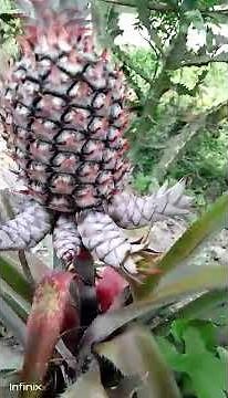 Pineapple | Pineapple Tree – How Pineapples Grow!pineapple