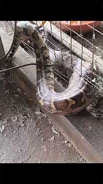Python swallowed 3 chickens in a restaurant and got stuck in a wire 😱😱😱 Rescue python 🐍🐍🐍 #shorts