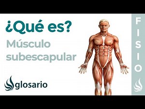 Subscapularis muscle | What it is, how to stretch and work it, origin, insertion, function, and t...