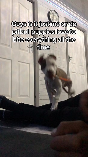 Bitting with passion 😆you relate ? #fyp #puppies #teething ##pitbulltiktok #viral #babydog #cute #puppytok