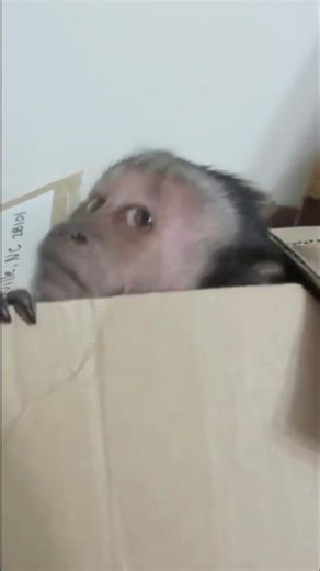 Monkey Package! #shorts #monkeys #funny