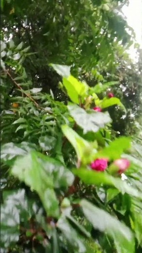 natural science background 🌱🌱🌱