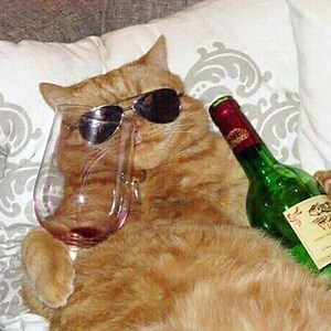 39K views · 1.7K reactions | Super Funny Cat Video - Try Not To Laugh! | Cats so Fun | Facebook